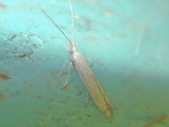Coleophora anatipennella