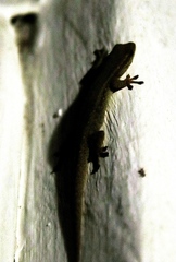Lygodactylus capensis