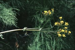 Packera pseudaurea pseudaurea