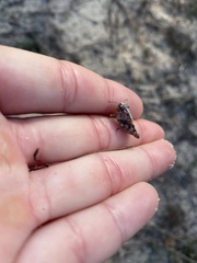 Pardalophora phoenicoptera