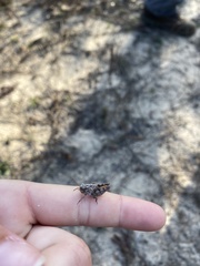 Pardalophora phoenicoptera