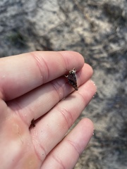 Pardalophora phoenicoptera