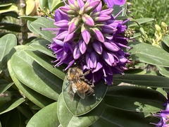 Apis mellifera