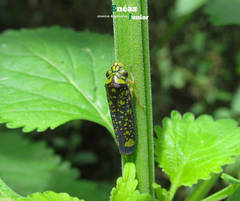Aulacizes conspersa