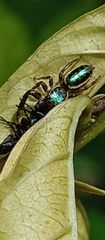 Salticidae