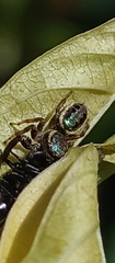 Salticidae