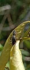 Salticidae