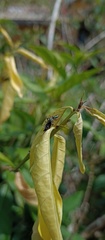 Salticidae
