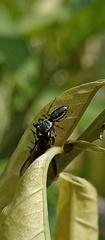 Salticidae