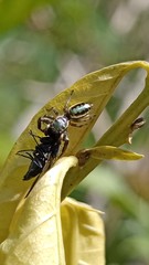 Salticidae