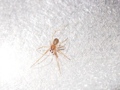 Nesticidae