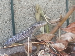 Elgaria multicarinata webbii