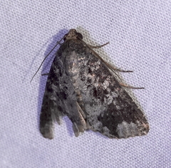 Condica cupentia