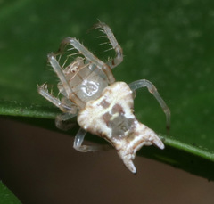 Arkys furcatus