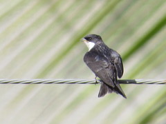 Pygochelidon cyanoleuca