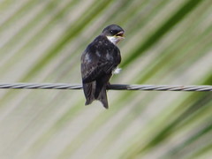Pygochelidon cyanoleuca