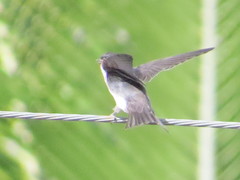 Pygochelidon cyanoleuca