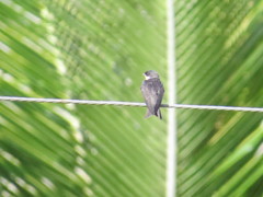 Pygochelidon cyanoleuca