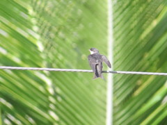 Pygochelidon cyanoleuca
