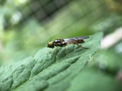 Sargus fasciatus