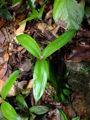 Mapania sylvatica