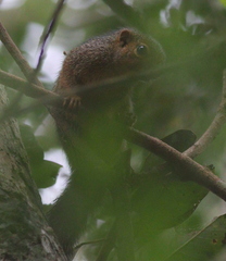 Heliosciurus undulatus