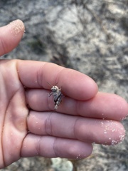 Pardalophora phoenicoptera