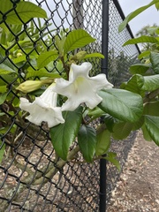 Beaumontia grandiflora