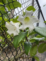 Beaumontia grandiflora