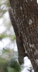 Heliosciurus undulatus