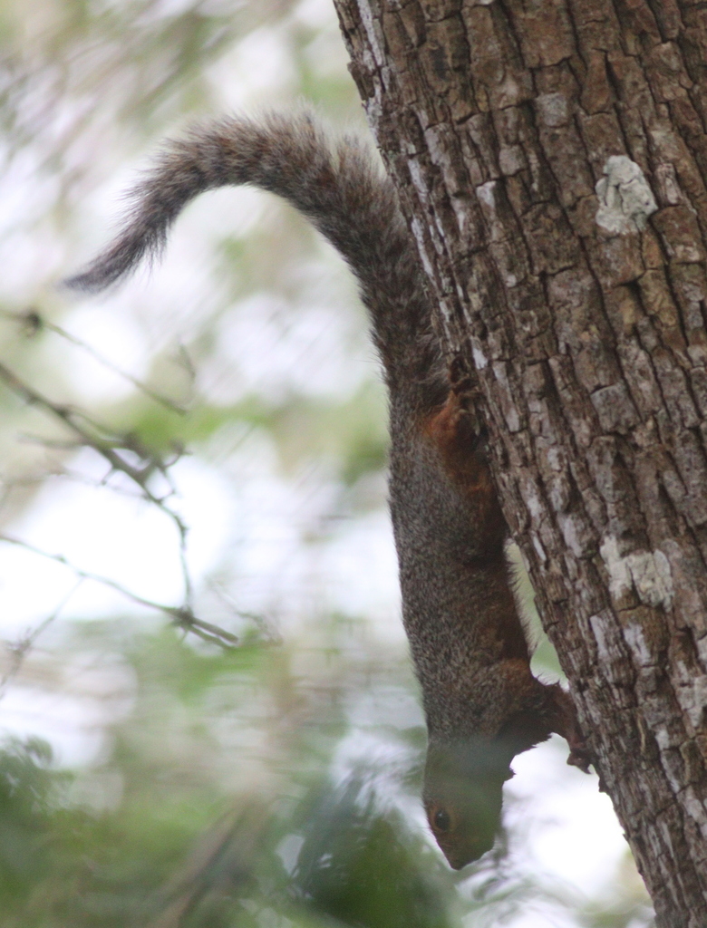 Zanj Sun Squirrel