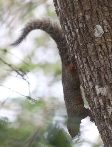 Zanj Sun Squirrel