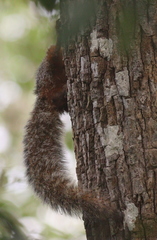 Heliosciurus undulatus