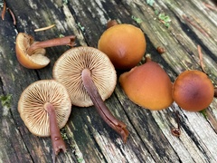 Gymnopilus oregonensis