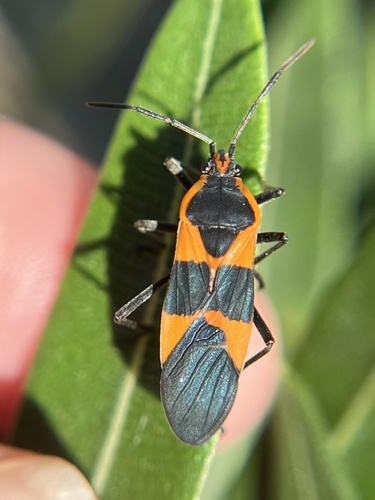Large Milkweed Bug photographed in Florida