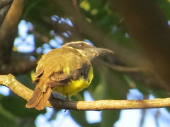 Megarynchus pitangua