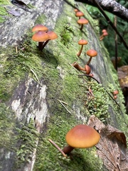 Gymnopilus oregonensis