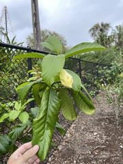 Beaumontia grandiflora