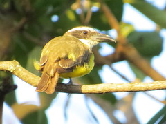 Megarynchus pitangua