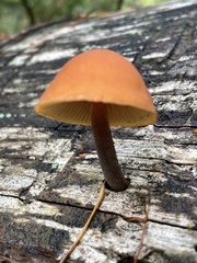 Gymnopilus oregonensis
