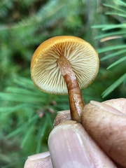 Gymnopilus oregonensis
