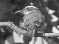 Megarynchus pitangua