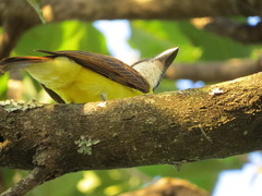 Megarynchus pitangua