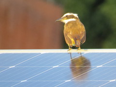 Pitangus sulphuratus