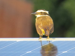 Pitangus sulphuratus