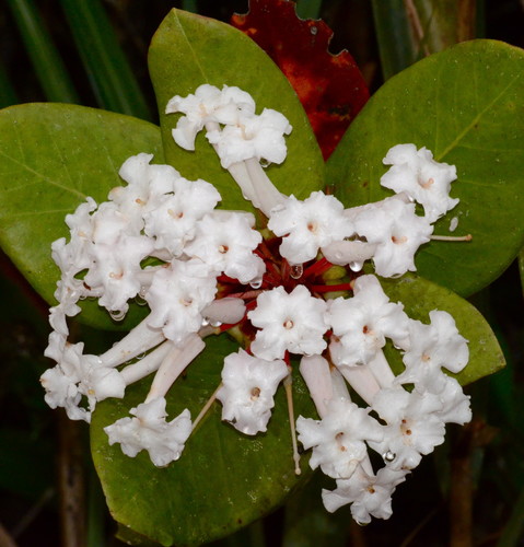 Rhododendron suaveolens, photograph 2