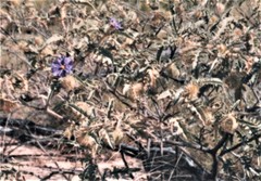 Solanum carduiforme