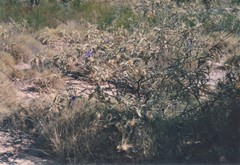 Solanum carduiforme