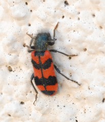 Trichodes alvearius