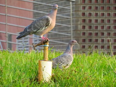 Patagioenas picazuro